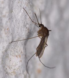 Unidentified Melanoconion sp. 85046256 by Mike Ostrowski. Used under a CC BY-SA 4.0 license.
