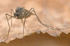 Culiseta alaskaensis by D. Sikes. Used under a CC BY-SA 2.5 license.