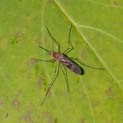 Culiseta incidens by iNaturalist user: giantcicada. Used under a CC BY 4.0 license.
