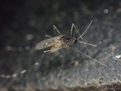 Orthopodomyia signifera by Cole Shoemaker. Used under a CC BY 4.0 license.