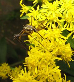 Toxorhynchites rutilus goldenrod by Beatriz Moisset. Used under a CC BY-SA 4.0 license.