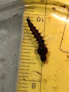 Toxorhynchites rutilus larvae by Djibo Zanzot. Used under a CC BY-SA 4.0 license.
