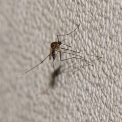 Uranotaenia lowii by Shannon Foreman. Used under a CC BY 4.0 license.