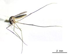Wyeomyia mitchellii by Rahuel Chan, Instituto Tecnologico de Chetumal. Used under a CC BY 3.0 license.