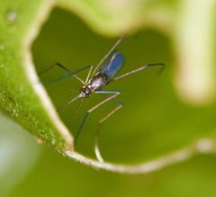 Wyeomyia smithii by Kyle Rossner. Used under a CC BY 4.0 license.