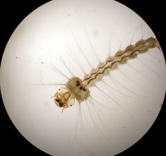 Wyeomyia smithii 1 by Rkitko. Used under a CC BY-SA 3.0 license.