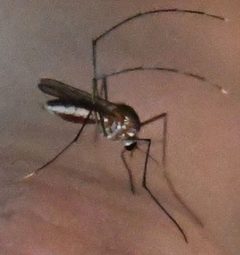 Wyeomyia vanduzeei by Mike Ostrowski. Used under a CC BY-SA 4.0 license.