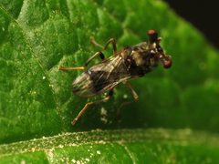 Sphyracephala-brevicornis0279 - Flickr - treegrow by Katja Schulz from Washington, D. C., USA. Used under a CC BY 2.0 license.