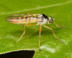 Brachystoma robertsonii by Skittlebug. Used under a CC BY 2.0 license.