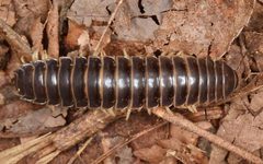 Sigmoria disjuncta by Skittlebug. Used under a CC BY 2.0 license.