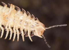 Sigmoria disjuncta-mouth by Skittlebug. Used under a CC BY 2.0 license.