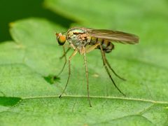 Dolichopus longipennis by Katja Schulz. Used under a CC BY 4.0 license.
