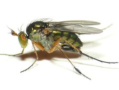 Dolichopus plumipes by
This image is created by user Dick Belgers at Waarneming.nl, a source of nature observations in the Netherlands.
. Used under a CC BY 3.0 license.