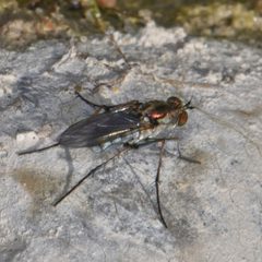Tachytrechus vorax - inat 318693111 by {{{name}}}. Used under a CC BY-SA 4.0 license.