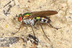 Plagioneurus univittatus 12403271 by Judy Gallagher. Used under a CC BY-SA 4.0 license.