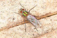 Plagioneurus univittatus 180126703 by Judy Gallagher. Used under a CC BY-SA 4.0 license.