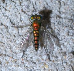 Condylostylus caudatus P1460460a by 
xpda. Used under a CC BY-SA 4.0 license.