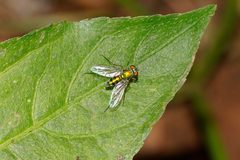Condylostylus Sp 6986 by Vengolis. Used under a CC BY-SA 4.0 license.
