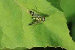 Long-legged Fly Genus Condylostylus1669 by ImagePerson. Used under a CC BY-SA 4.0 license.