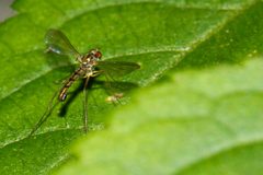 Sciapus platypterus1 by Nikk. Used under a CC BY 2.0 license.