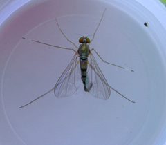 Sciapus platypterus - Scarborough by kitenet. Used under a CC BY 2.0 license.