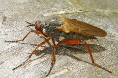 Empis spectabilis 212980165 by Bill Keim. Used under a CC BY 4.0 license.
