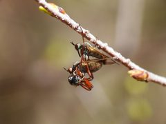 Empis spectabilis 364238663 by geosesarma. Used under a CC BY 4.0 license.