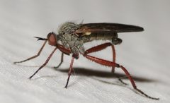 Empis spectabilis 6747180 by Paul Bedell. Used under a CC BY-SA 4.0 license.