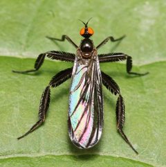 Rhamphomyia longicauda 285317587 by Adrienne van den Beemt. Used under a CC BY 4.0 license.