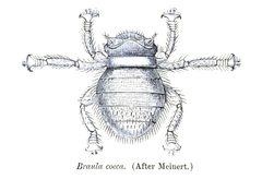 Braula coeca Sharp by David Sharp 1840-1922. Used under a Public domain license.