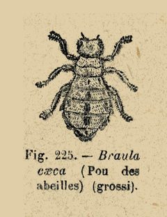 Cours apiculture-Bonnier-f225 by Unknown authorUnknown author. Used under a Public domain license.