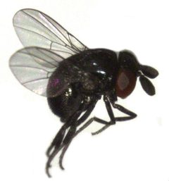 Cryptochetum iceryae by S.E. Thorpe. Used under a Public domain license.