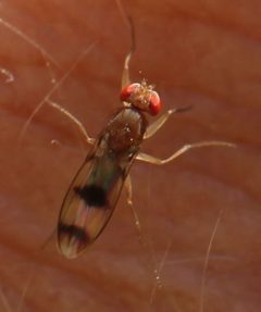 2017 09 12 Chymomyza amoena by Slimguy. Used under a CC BY 4.0 license.