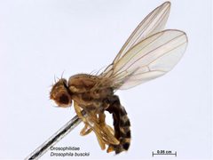 Drosophila busckii by Caroline Harding, MAF. Used under a CC BY 3.0 au license.