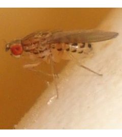 Drosophila busckii 01 cropped by Drosophila_busckii_01.JPG: Sanja565658
derivative work: KimvdLinde (talk). Used under a CC BY-SA 3.0 license.