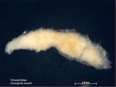 Drosophila busckii larva by Caroline Harding, MAF. Used under a CC BY 3.0 au license.