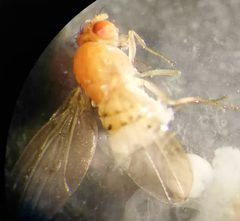 Drosophila falleni by 7and. Used under a CC BY-SA 4.0 license.