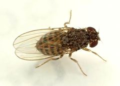 Drosophila hydei 330459123 by Grey Smith. Used under a CC BY 4.0 license.