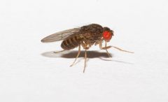 Drosophila hydei larger fruitflies for small frogs by Brian Gratwicke. Used under a CC BY 2.0 license.