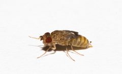 Wingless Drosophila hydei by Brian Gratwicke. Used under a CC BY 2.0 license.