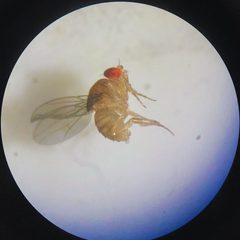 Drosophila melanogaster 14Hari by Asmawati24. Used under a CC0 license.
