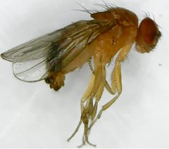 Drosophila melanogaster under microscope by Talita Oliveira. Used under a CC BY-SA 4.0 license.
