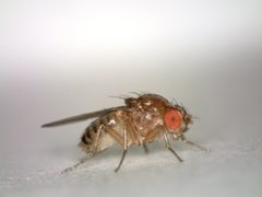 Standing female Drosophila melanogaster by Hannah Davis. Used under a CC BY-SA 4.0 license.