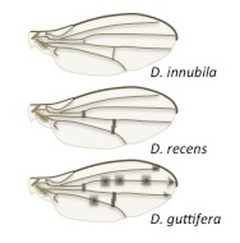 Drosophila quinaria wings by M. Hanson. Used under a CC BY-SA 4.0 license.