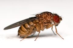 Drosophila repleta lateral by Bbski. Used under a CC BY-SA 3.0 license.