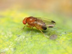 Drosophila suzukii 170169589 by Katja Schulz. Used under a CC BY 4.0 license.
