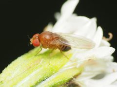 Drosophila suzukii 170395555 by Katja Schulz. Used under a CC BY 4.0 license.