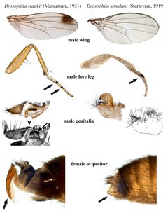 Drosophila suzukii smulans2 by Martin Hauser. Used under a CC BY 3.0 de license.
