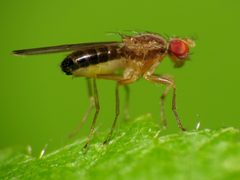 Drosophilid Fly - Flickr - treegrow by Katja Schulz from Washington, D. C., USA. Used under a CC BY 2.0 license.