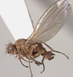 Scaptomyza flava female by S.E. Thorpe. Used under a CC0 license.
